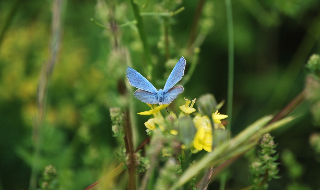 Polyommatus icarus?